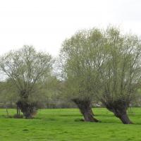 Saules têtards à Varaville