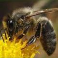 Abeille noire 1