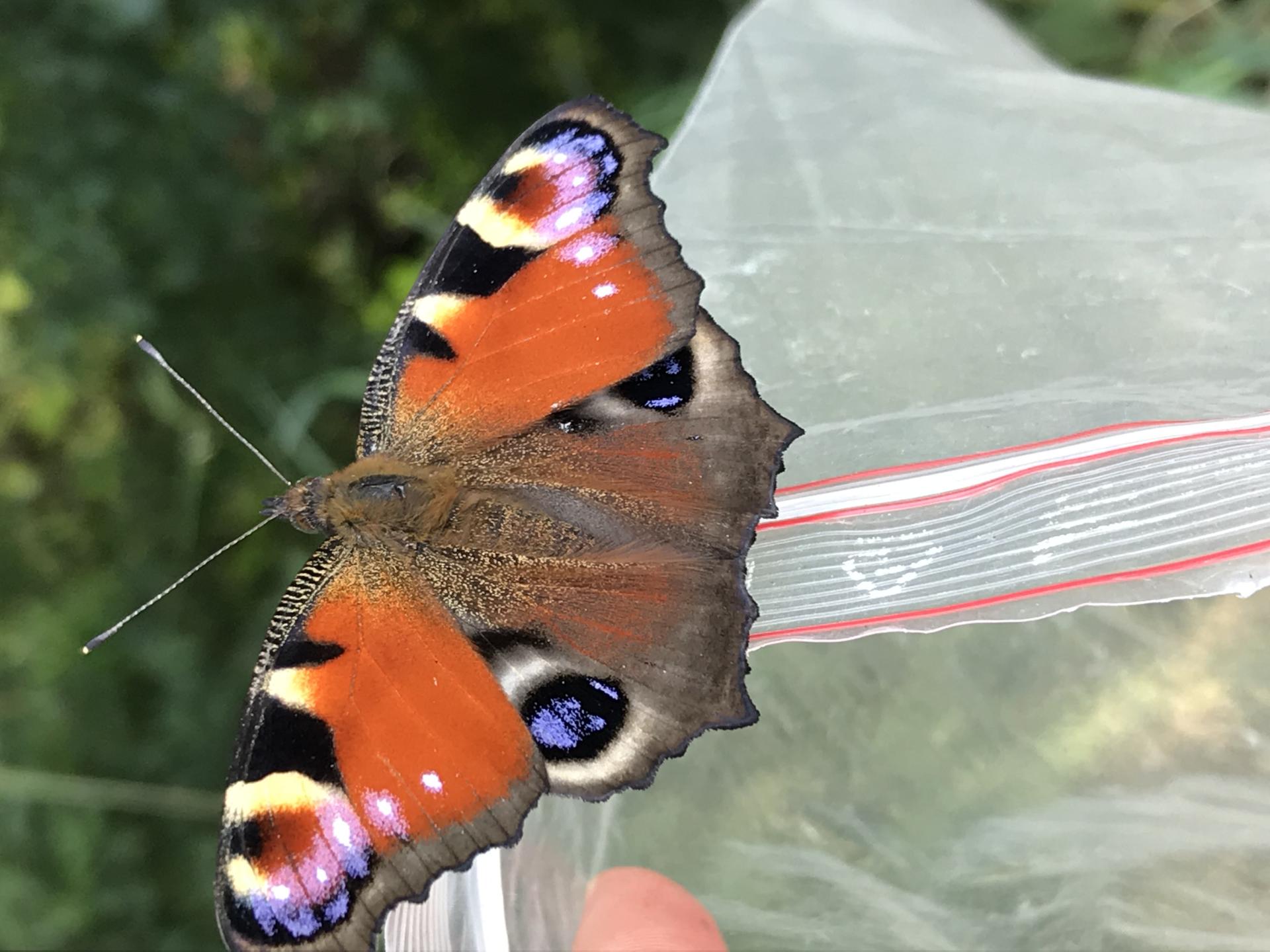Aglais io 25 06 20