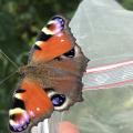Aglais io 25 06 20